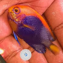 African Pygmy Angelfish wholesale supplier Kenya Indian Ocean