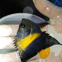 Arabian Angelfish wholesale supplier Kenya Indian Ocean