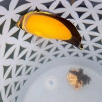 Arabian Butterflyfish wholesale supplier Kenya Indian Ocean