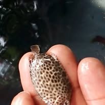 Arc-eye Hawkfish wholesale supplier Kenya Indian Ocean