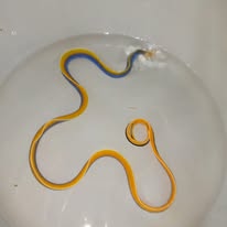Blue Ribbon Eel wholesale supplier Kenya Indian Ocean