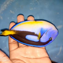 Blue Tang wholesale supplier Kenya Indian Ocean