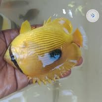 Bluelashed Butterflyfish wholesale supplier Kenya Indian Ocean
