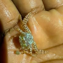 Boxer Crab wholesale supplier Kenya Indian Ocean