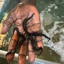 Brittle Starfish wholesale supplier Kenya Indian Ocean