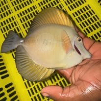 Brown Sailfin Tang wholesale supplier Kenya Indian Ocean