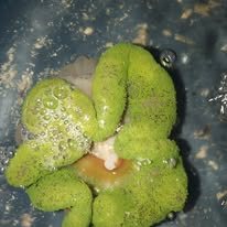 Carpet Anemone wholesale supplier Kenya Indian Ocean