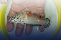 Clown Coris wholesale supplier Kenya Indian Ocean