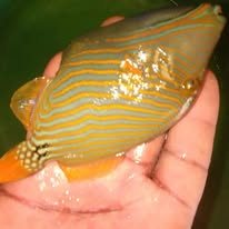Clown Triggerfish wholesale supplier Kenya Indian Ocean
