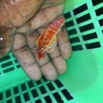 Diamond Flasher Wrasse wholesale supplier Kenya Indian Ocean