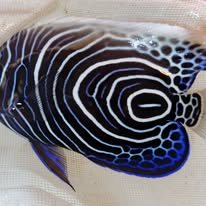 Emperor Angelfish wholesale supplier Kenya Indian Ocean