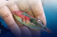 Exquisite Wrasse wholesale supplier Kenya Indian Ocean