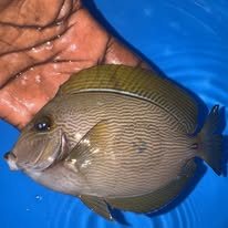 Eyestripe Surgeonfish wholesale supplier Kenya Indian Ocean