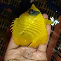 Golden Butterflyfish wholesale supplier Kenya Indian Ocean
