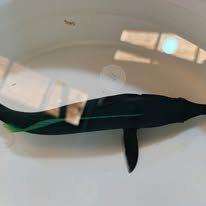 Green Bird Wrasse wholesale supplier Kenya Indian Ocean
