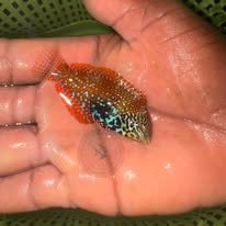 Leopard Wrasse wholesale supplier Kenya Indian Ocean