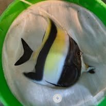 Moorish Idol wholesale supplier Kenya Indian Ocean