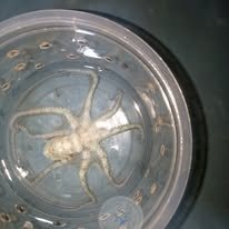 Octopus wholesale supplier Kenya Indian Ocean