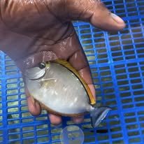 Orange-spine Unicornfish wholesale supplier Kenya Indian Ocean