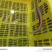 Oreni Tilefish wholesale supplier Kenya Indian Ocean