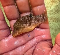 Peacock Puffer wholesale supplier Kenya Indian Ocean