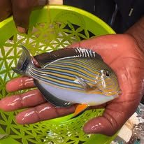 Powder Blue Tang wholesale supplier Kenya Indian Ocean