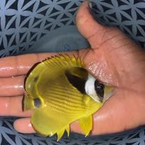 Raccoon Butterflyfish wholesale supplier Kenya Indian Ocean