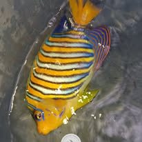 Regal Angelfish wholesale supplier Kenya Indian Ocean