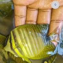 Sailfin Tang wholesale supplier Kenya Indian Ocean