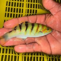 Sixbar Wrasse wholesale supplier Kenya Indian Ocean