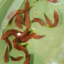 Sixline Wrasse wholesale supplier Kenya Indian Ocean