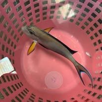 Sohal Surgeonfish wholesale supplier Kenya Indian Ocean