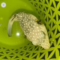 Star and Stripes Puffer wholesale supplier Kenya Indian Ocean
