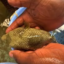 Stellate Puffer wholesale supplier Kenya Indian Ocean