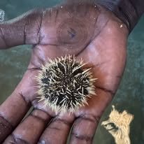 Stone Sea Urchin wholesale supplier Kenya Indian Ocean