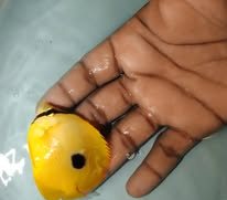 Teardrop Butterflyfish wholesale supplier Kenya Indian Ocean
