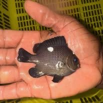 Threespot Damsel wholesale supplier Kenya Indian Ocean