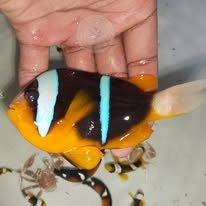 Yellow-bellied Anemonefish wholesale supplier Kenya Indian Ocean