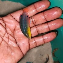 Yellow-breasted Wrasse wholesale supplier Kenya Indian Ocean