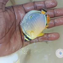 Yellowhead Butterflyfish wholesale supplier Kenya Indian Ocean