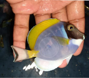 Acanthurus leucosternon