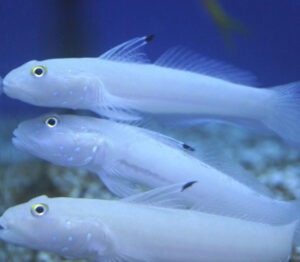 Valencienna sexguttata