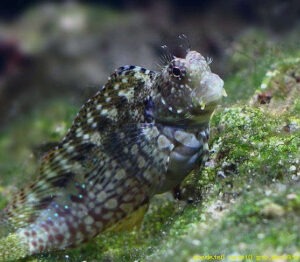 Salarias Fasciatus