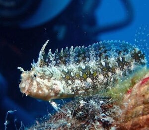 Petroscirtes mitratus