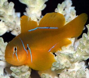 Citrinis Clown Goby