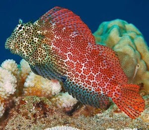 Exallias brevis (Leopard blenny)