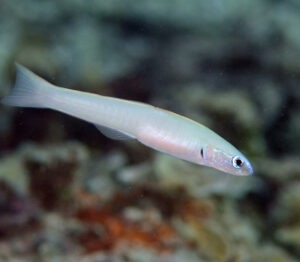 Ptereleotris microlepis (Blue Gudgeon Dartfish)