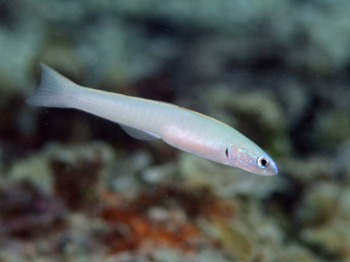 Ptereleotris microlepis (Blue Gudgeon Dartfish)