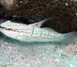 Amblygobius semicinctus (Half-barred Goby)