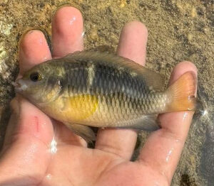 Abudefduf biocellatus